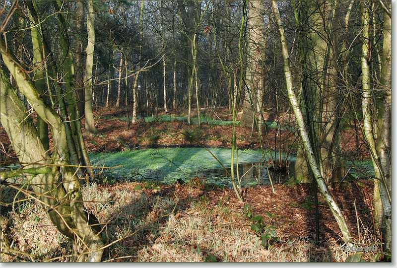 Poel Verkensbos.JPG - Poel Verkensbos